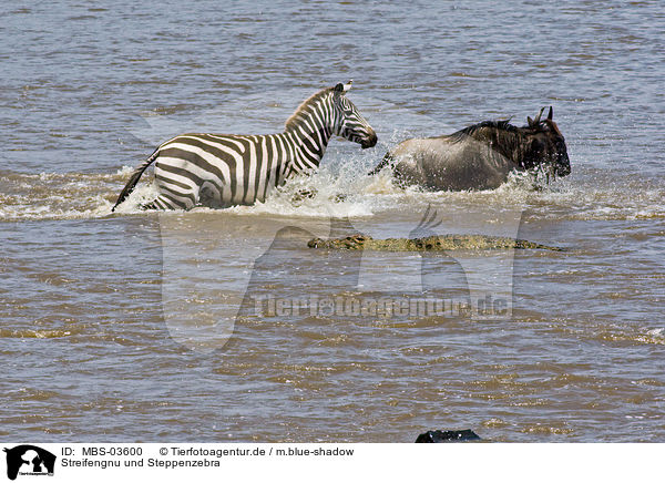 Streifengnu und Steppenzebra / blue wildebeest and plains zebra / MBS-03600