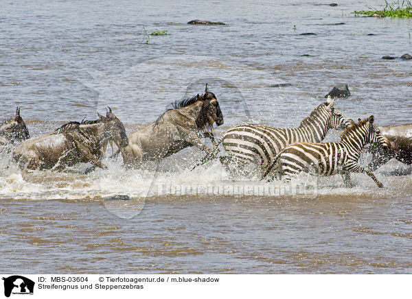 Streifengnus und Steppenzebras / MBS-03604