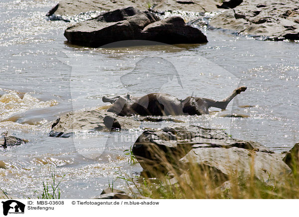 Streifengnu / blue wildebeest / MBS-03608