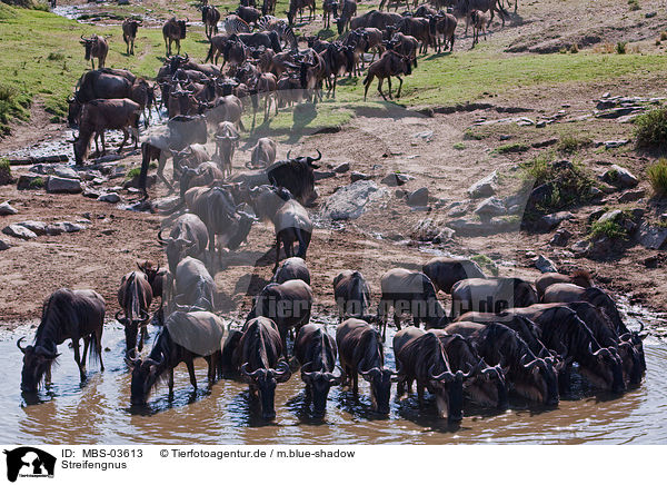 Streifengnus / blue wildebeests / MBS-03613