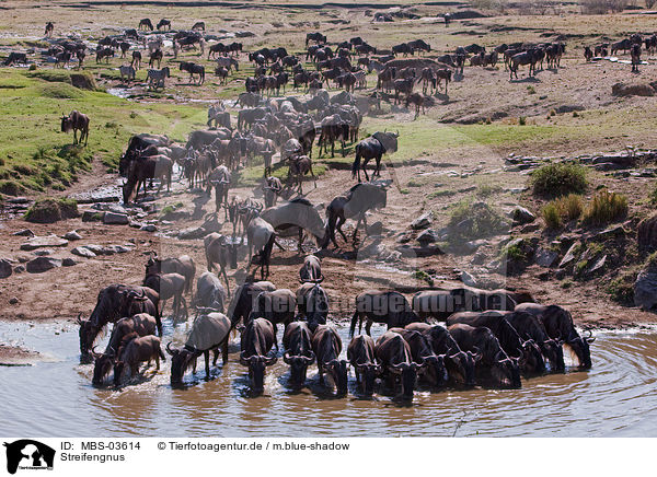 Streifengnus / blue wildebeests / MBS-03614