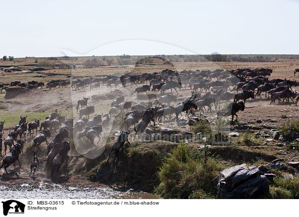 Streifengnus / blue wildebeests / MBS-03615