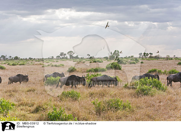 Streifengnus / blue wildebeests / MBS-03912