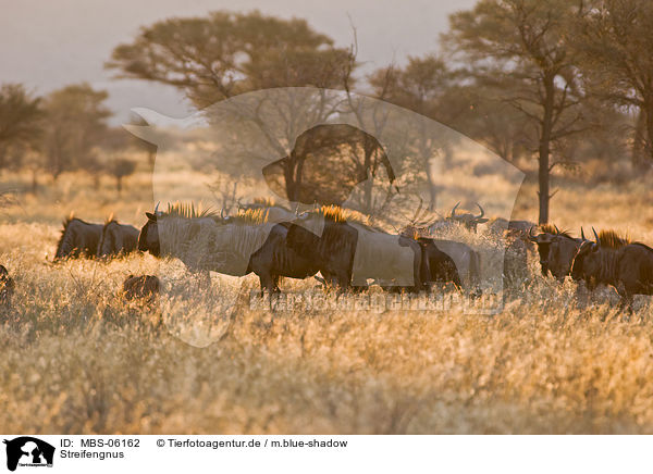Streifengnus / blue wildebeests / MBS-06162