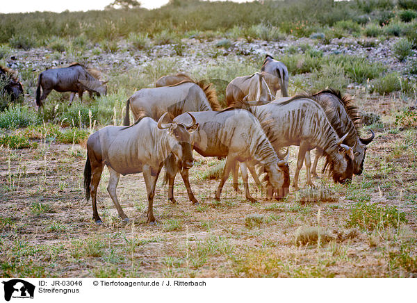 Streifengnus / blue wildebeests / JR-03046