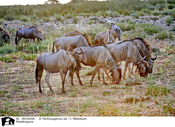 Streifengnus / blue wildebeests / JR-03046