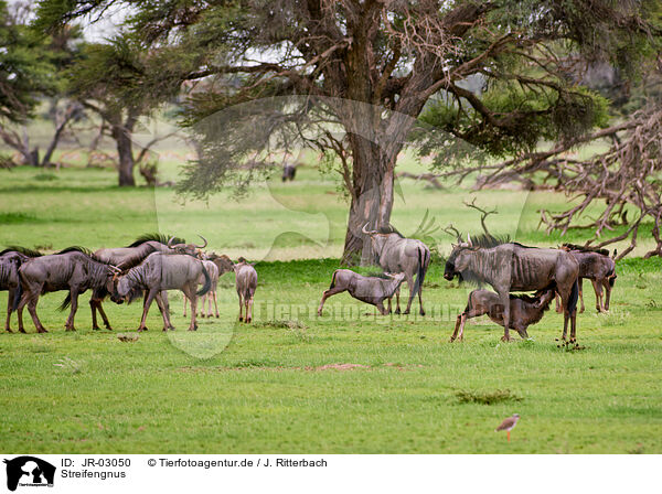 Streifengnus / blue wildebeests / JR-03050
