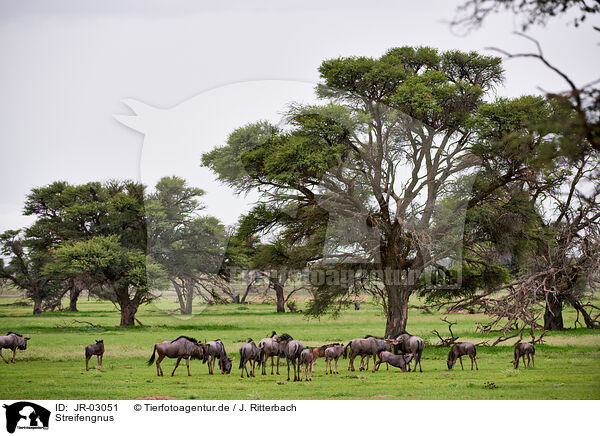 Streifengnus / blue wildebeests / JR-03051