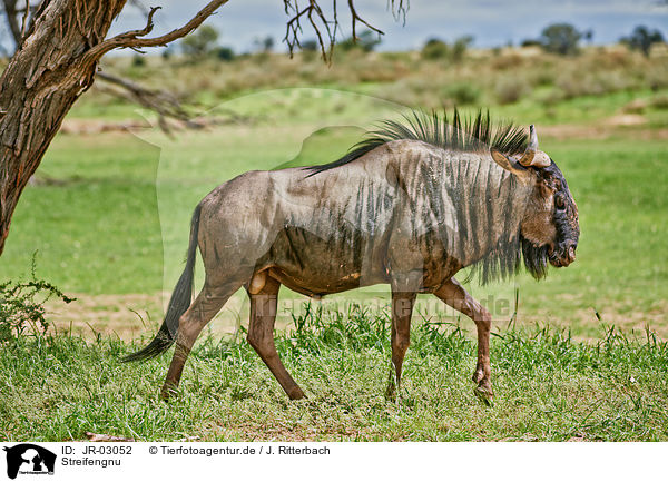 Streifengnu / blue wildebeest / JR-03052
