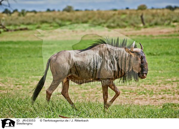 Streifengnu / blue wildebeest / JR-03053