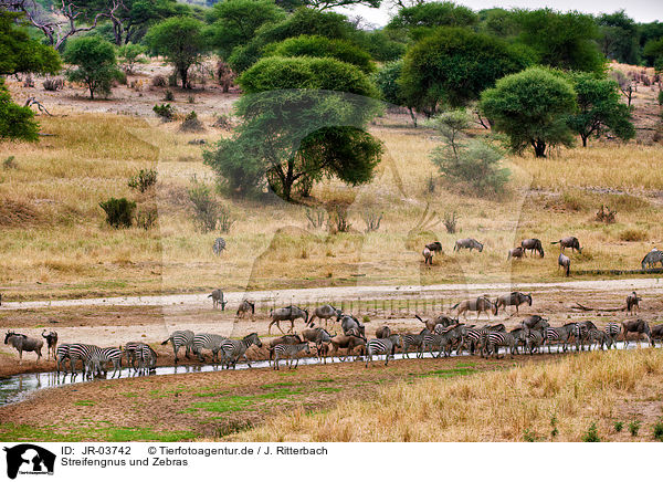 Streifengnus und Zebras / JR-03742