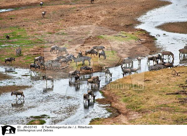 Streifengnus und Zebras / blue wildebeests and zebras / JR-03745