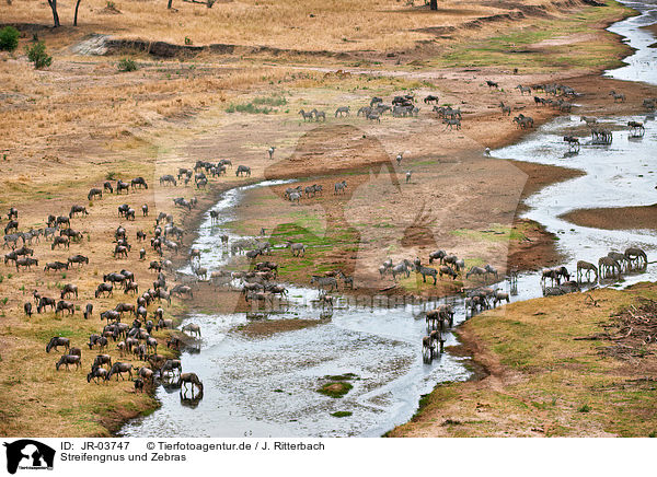 Streifengnus und Zebras / blue wildebeests and zebras / JR-03747