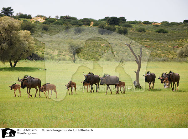 Streifengnus / blue wildebeests / JR-03782