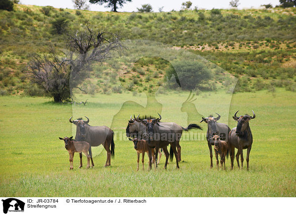 Streifengnus / blue wildebeests / JR-03784