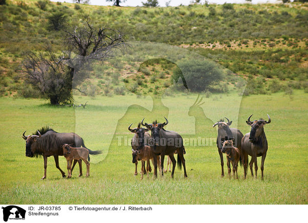 Streifengnus / blue wildebeests / JR-03785