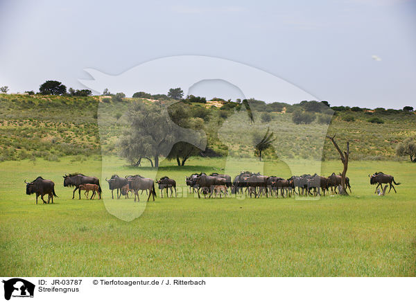 Streifengnus / blue wildebeests / JR-03787