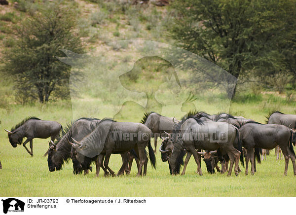 Streifengnus / blue wildebeests / JR-03793