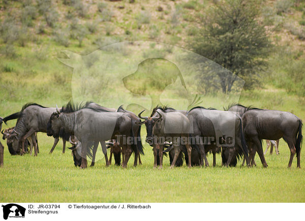 Streifengnus / blue wildebeests / JR-03794