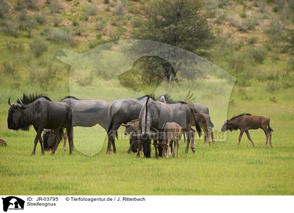 Streifengnus / blue wildebeests / JR-03795