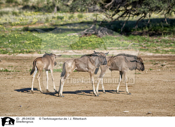 Streifengnus / blue wildebeests / JR-04036