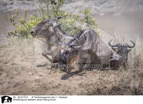 Streifengnus klettern einen Hang hoch / Blue Wildebeests climb a slope / IG-01741