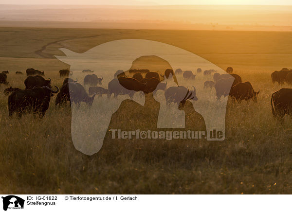Streifengnus / Blue Wildebeests / IG-01822