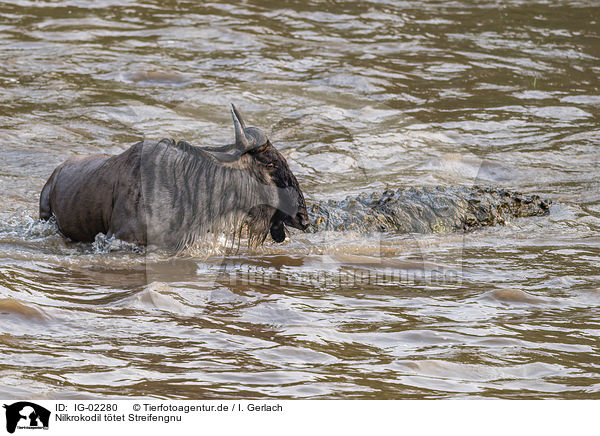 Nilkrokodil ttet Streifengnu / Nile Crocodile kills Blue Wildebeest / IG-02280