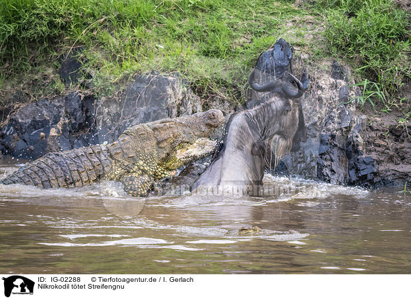 Nilkrokodil ttet Streifengnu / Nile Crocodile kills Blue Wildebeest / IG-02288