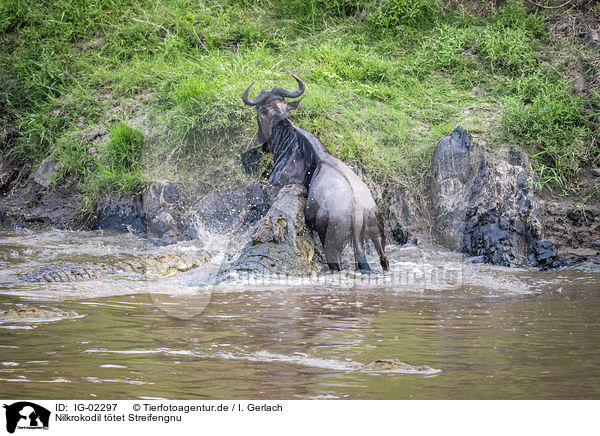 Nilkrokodil ttet Streifengnu / Nile Crocodile kills Blue Wildebeest / IG-02297