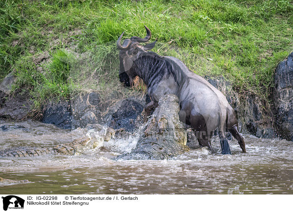Nilkrokodil ttet Streifengnu / Nile Crocodile kills Blue Wildebeest / IG-02298