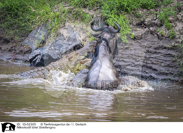 Nilkrokodil ttet Streifengnu / Nile Crocodile kills Blue Wildebeest / IG-02305