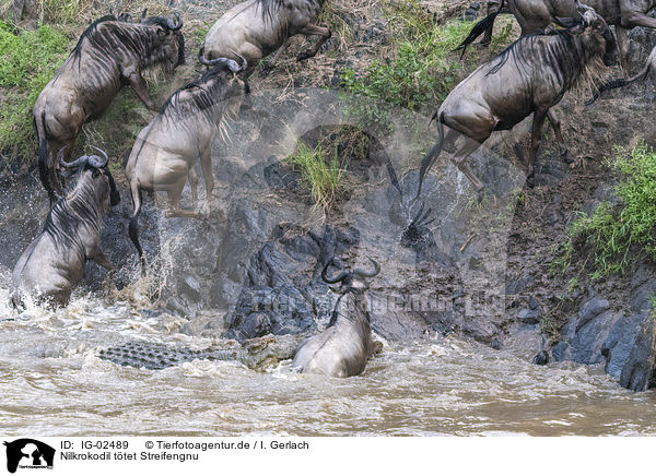Nilkrokodil ttet Streifengnu / Nile Crocodile kills Blue Wildebeest / IG-02489