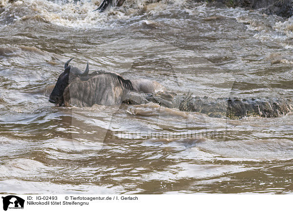 Nilkrokodil ttet Streifengnu / Nile Crocodile kills Blue Wildebeest / IG-02493