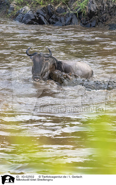 Nilkrokodil ttet Streifengnu / Nile Crocodile kills Blue Wildebeest / IG-02502