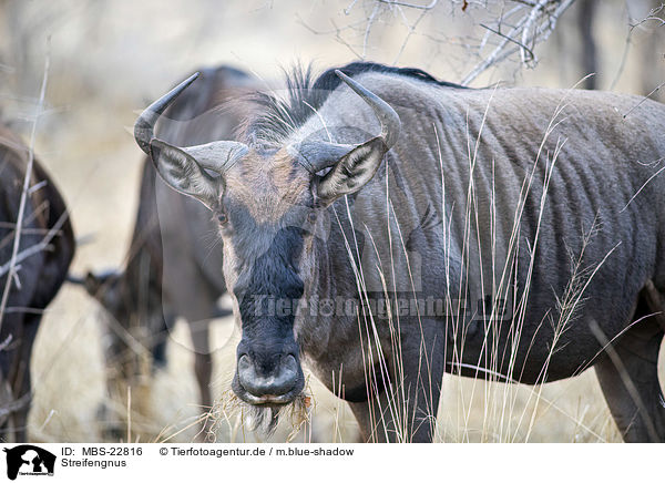 Streifengnus / Blue Wildebeests / MBS-22816
