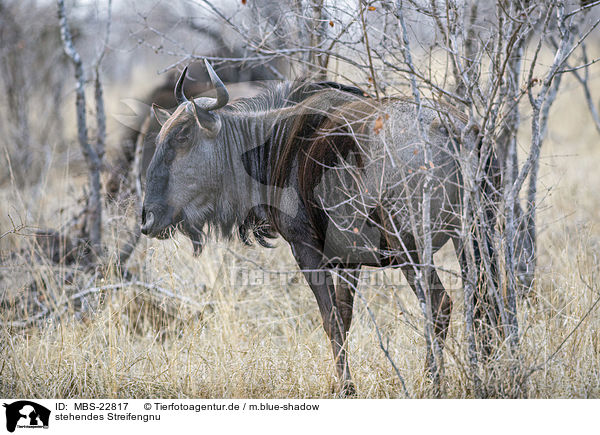 stehendes Streifengnu / standing Blue Wildebeest / MBS-22817
