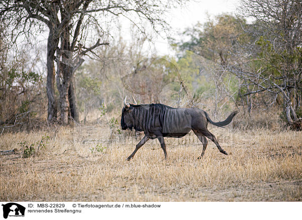 rennendes Streifengnu / running Blue Wildebeest / MBS-22829