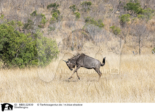 Streifengnu / Blue Wildebeest / MBS-22839