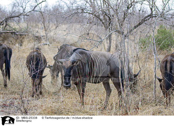 Streifengnu / blue wildebeest / MBS-25338