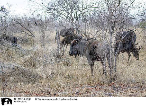 Streifengnu / blue wildebeest / MBS-25339