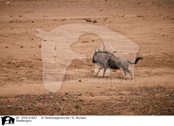 Streifengnu / blue wildebeest / SVS-01627