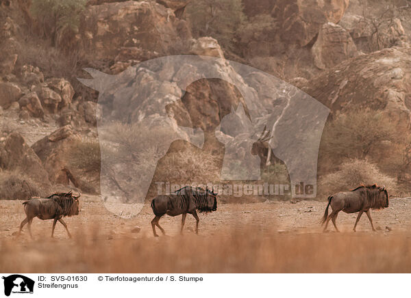Streifengnus / blue wildebeest / SVS-01630