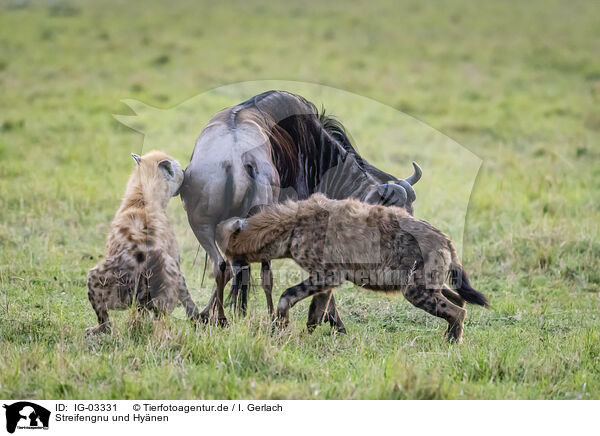 Streifengnu und Hynen / blue wildebeest and hyenas / IG-03331