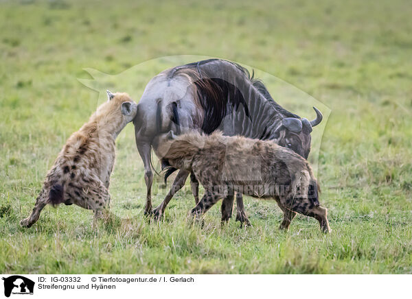 Streifengnu und Hynen / blue wildebeest and hyenas / IG-03332