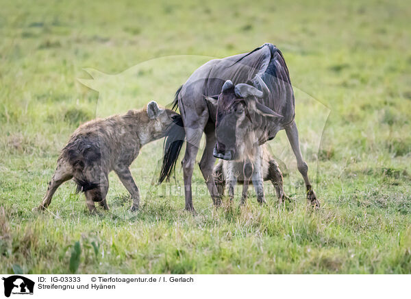 Streifengnu und Hynen / blue wildebeest and hyenas / IG-03333