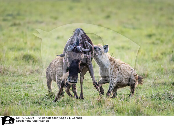 Streifengnu und Hynen / blue wildebeest and hyenas / IG-03336
