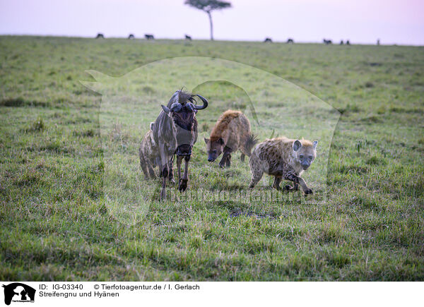 Streifengnu und Hynen / blue wildebeest and hyenas / IG-03340