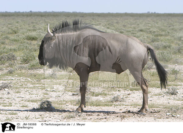 Streifengnu / blue wildebeest / JM-18088