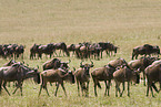 Wanderung der Streifengnus